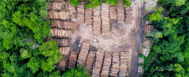 logging in Brazilian Amazon